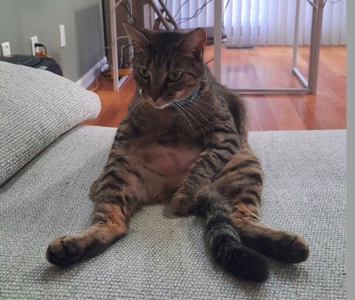 cat sitting up on two legs